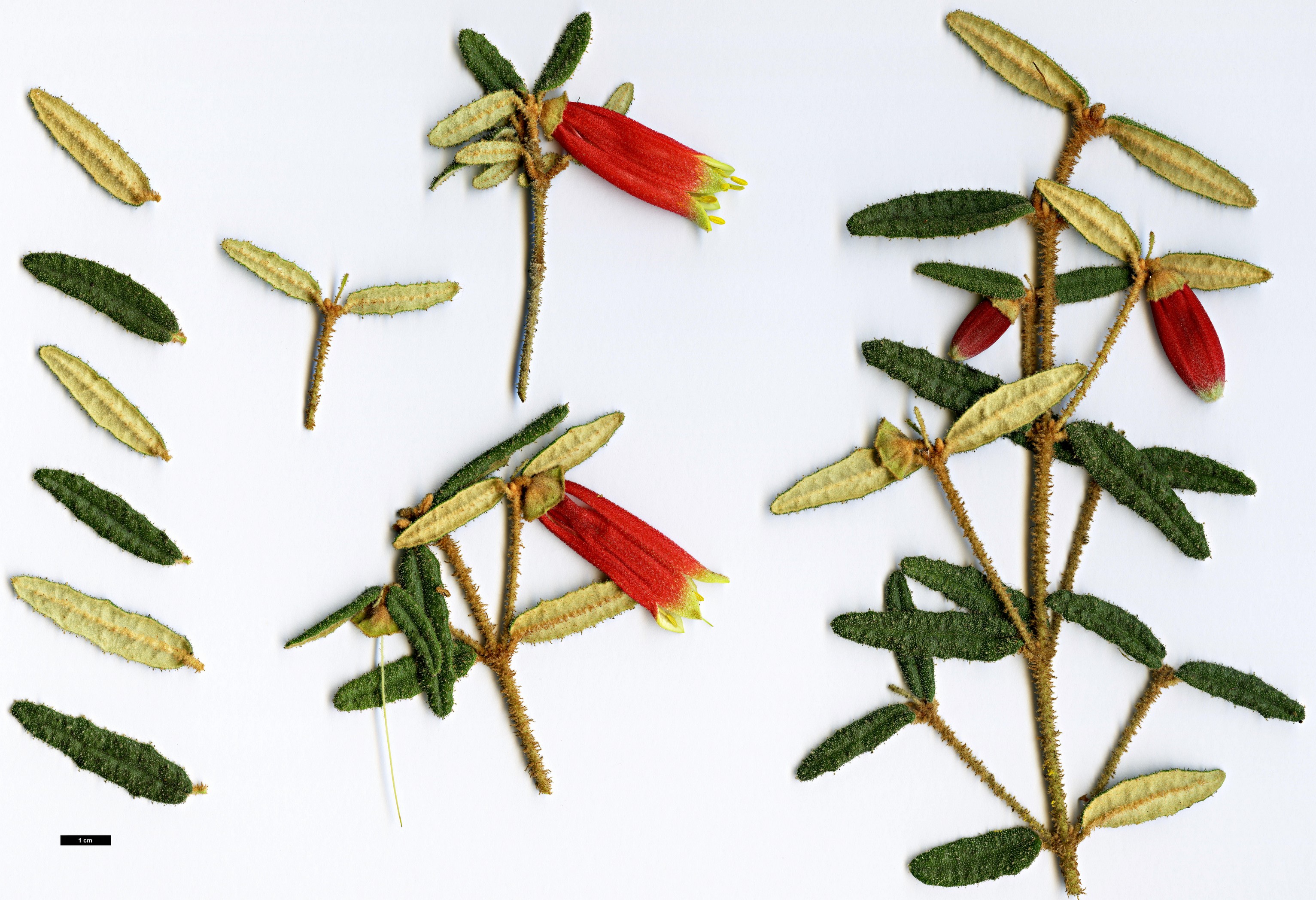 High resolution image: Family: Rutaceae - Genus: Correa - Taxon: reflexa - SpeciesSub: var. angustifolia